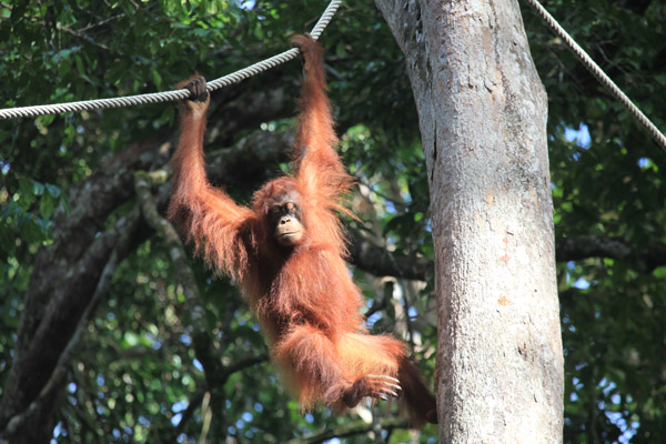 Orang Utan